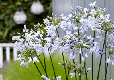 Agapanthusin 9cm Pots Garden Ready Agapanthus Plants Ready to Plant Out Supplied as 2 x Established Plant Ready