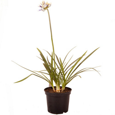 Agapanthusin 9cm Pots Garden Ready Agapanthus Plants Ready to Plant Out Supplied as 2 x Established Plant Ready - 3