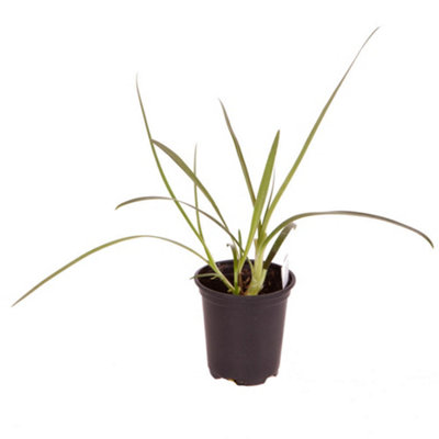 Agapanthusin 9cm Pots Garden Ready Agapanthus Plants Ready to Plant Out Supplied as 2 x Established Plant Ready - 4