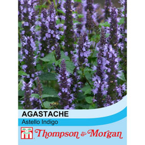 Agastache Hybrida Astello Indigo 1 Seed Packet (15 Seeds)