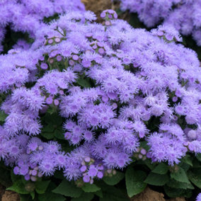 Ageratum Champion Blue Garden Ready Hardy Annual Bedding Plants 6 Pack