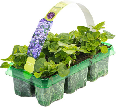 Ageratum Champion Blue Garden Ready Hardy Annual Bedding Plants 6 Pack