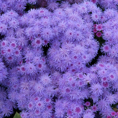 Ageratum Champion Blue Garden Ready Hardy Annual Bedding Plants 6 Pack - 3