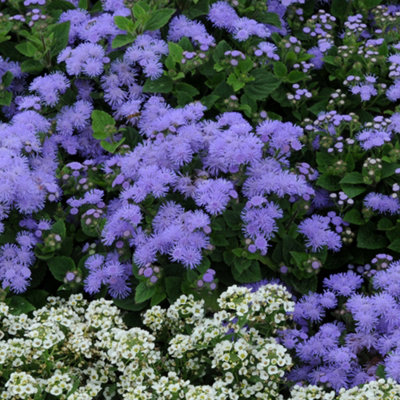 Ageratum Champion Blue Garden Ready Hardy Annual Bedding Plants 6 Pack - 4