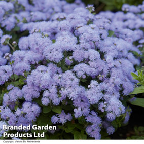Ageratum houstonianum Blue Danube 15 Garden Ready Plants