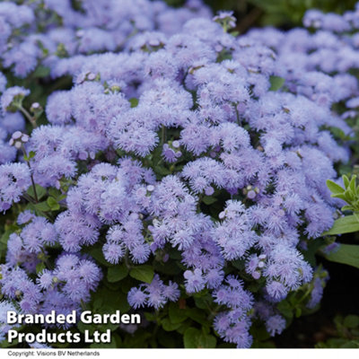 Ageratum houstonianum Blue Danube 30 Garden Ready Plants