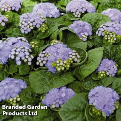 Ageratum houstonianum Blue Danube 30 Garden Ready Plants