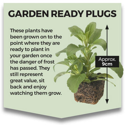 Ageratum houstonianum Blue Danube 30 Garden Ready Plants - 3