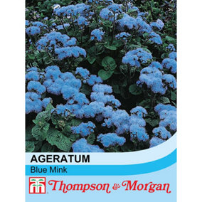 Ageratum Houstonianum Blue Mink 1 Seed Packet (1000 Seeds)