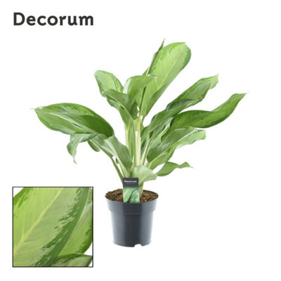 Aglaonema Cleopatra , 17cm Pot Size , 50cm Tall , Chinese Evergreen , Indoor Houseplant