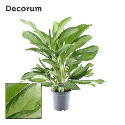 Aglaonema Cleopatra , 21cm Pot Size , 80cm Tall , Chinese Evergreen , Indoor Houseplant