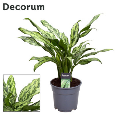 Aglaonema Juliette , 17cm Pot Size , 45cm Tall , Chinese Evergreen , Indoor Houseplant