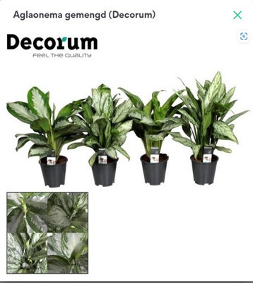 Aglaonema Mixed, 17cm Pot Size, 60cm Tall, Chinese Evergreen, Indoor Houseplant