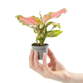 Aglaonema Red Dragon Baby Plant (5-10cm Height Including Pot) - Indoor Plant