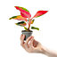 Aglaonema Red Zirkon Baby Plant (5-10cm Height Including Pot) - Indoor Plant