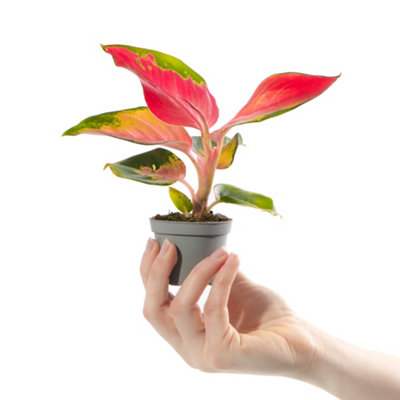 Aglaonema Red Zirkon Baby Plant (5-10cm Height Including Pot) - Indoor Plant