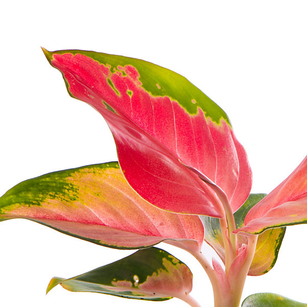 Aglaonema Red Zirkon Baby Plant (5-10cm Height Including Pot Aglaonema Red Zirkon Baby Plant (5-10cm Height Including Pot
