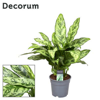 Aglaonema Romeo , 17cm Pot Size , 60cm Tall , Chinese evergreen , Indoor Houseplant