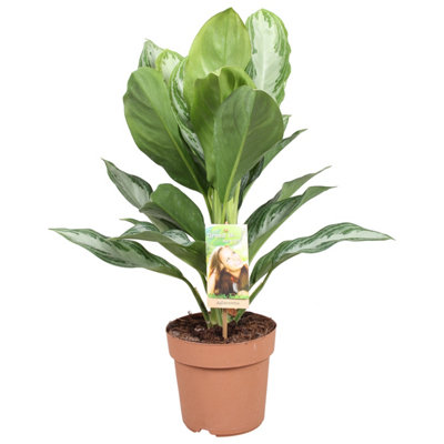 Aglaonema Silver Bay , 17cm Pot Size , 50cm Tall , Chinese Evergreen , Indoor Houseplant