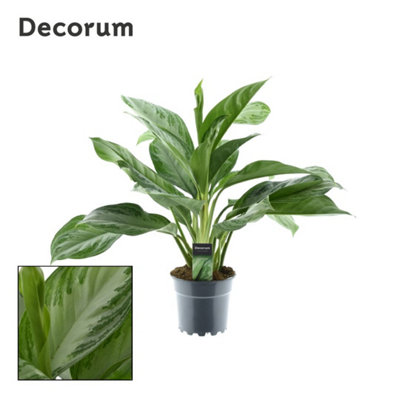 Aglaonema Silver Bay , 17cm Pot Size , 60cm Tall , Chinese evergreen , Indoor Houseplant