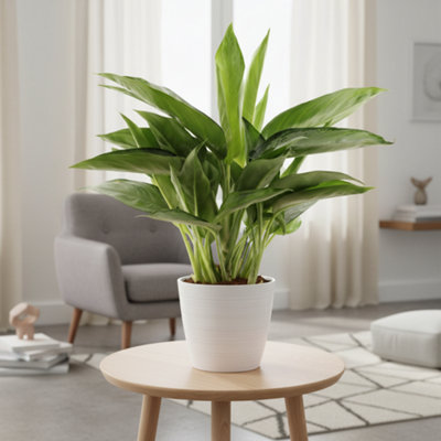 areca palm care outdoor Areca Outdoor - Dypsis Lutescens
