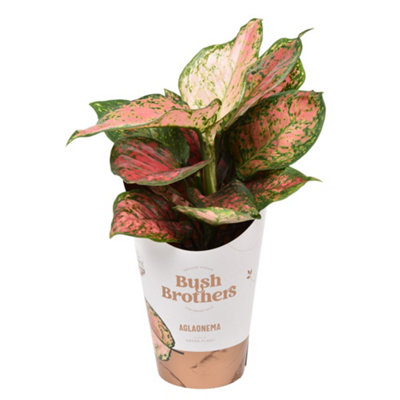 Aglaonema Spotted Star, 12cm Pot Size, 35cm Tall, Chinese Evergreen, Indoor Houseplant