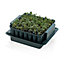 Agralan Plug Plant Plastic Trainer Green/Clear (One Size)