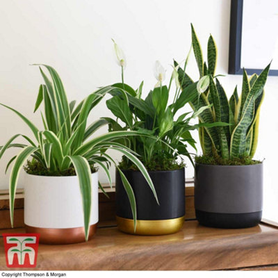 Air Purifying Houseplant Collection - 3 Potted Plants - Snake Plant, Peace Lily, Spider Plant, Cleaning Air in Home or Office