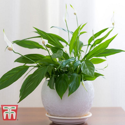 Air Purifying Houseplant Collection - 3 Potted Plants - Snake Plant, Peace Lily, Spider Plant, Cleaning Air in Home or Office