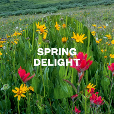 Air Wick Pure Spring Delight Auto Spray Air Freshener Refill 250ML ...