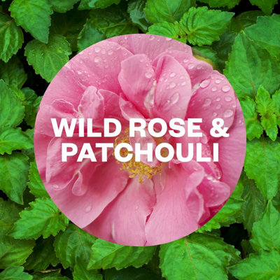 Air Wick Wild Rose and Patchouli Twin Refill 19ml - Pack of 3
