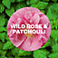 Air Wick Wild Rose and Patchouli Twin Refill 19ml - Pack of 6