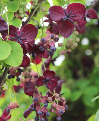 Akebia quinata - Chocolate vine - 1 x 9cm pot