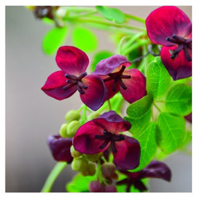 Akebia Quinata / Chocolate Vine in 2L Pot, Spicy Chocolate Fragrant Flowers 3FATPIGS