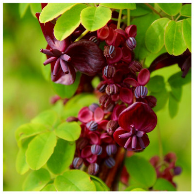 Akebia Quinata / Chocolate Vine in 2L Pot, Spicy Chocolate Fragrant ...