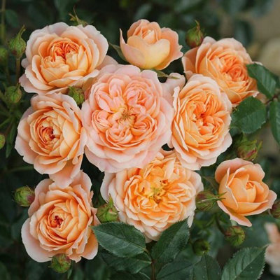 alb-ric-barbier-rambling-rose-