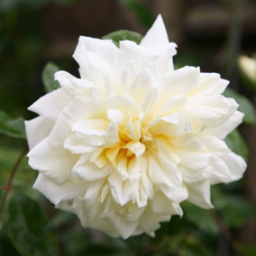 Albéric Barbier Rose Bush White Flowering Roses Rambler Rose 4L Pot