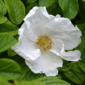 Alba White Japanese Shrub Rose Rose Bush White Flowering Roses Bushy Rose 4L Pot