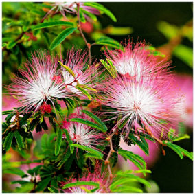 Albizia julibrissin / Silk Tree in 9cm Pot, Outstanding Pink-white Flowers