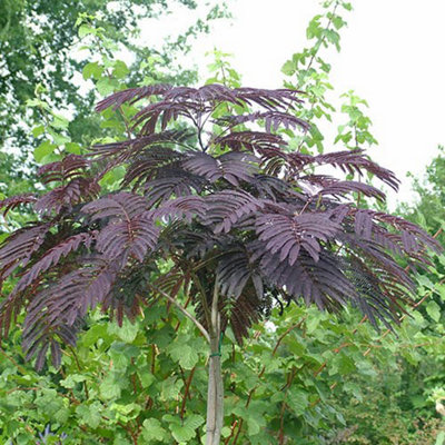 Albizia 'Summer Chocolate' in a 3L Pot