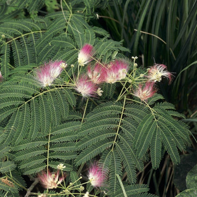 Albizia 'Summer Chocolate' in a 3L Pot