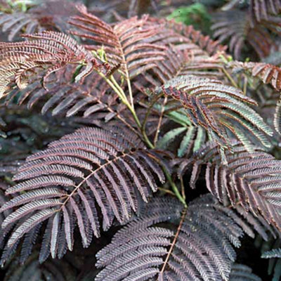 Albizia 'Summer Chocolate' in a 3L Pot - 3