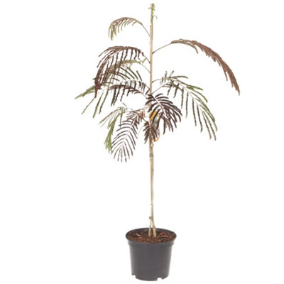 Albizia 'Summer Chocolate' in a 3L Pot - 4
