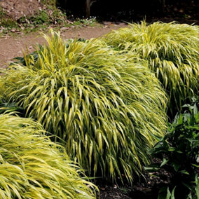 Alboaurea Golden Grass Hakonechloa Macra Outdoor Ornamental Plant 2L Pot