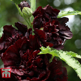 Alcea (Hollyhock) rosea Chaters Chestnut Brown 1 Litre Potted Plants x 1