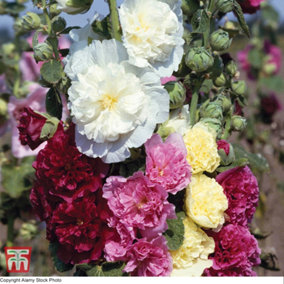 Alcea (Hollyhock) rosea Chaters Double Mixed 1 Litre Potted Plant x 1