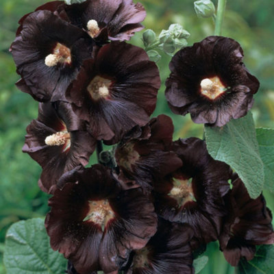 Alcea (Hollyhock) rosea Nigra 12 Bare Roots