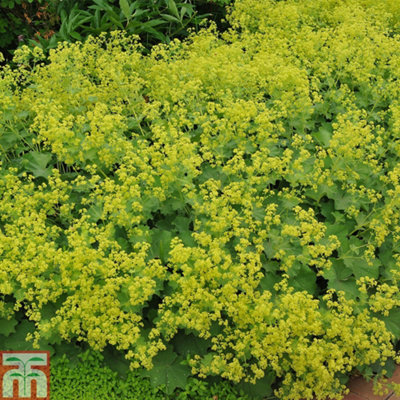 Alchemilla mollis 1 Seed Packet (100 Seeds)