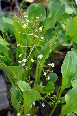 Alisma plantago aquatica - 3x 7cm Plugs - Marginal Aquatic Pond Plant