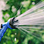 Alivio Expandable Garden Hose Pipe 75ft with 7 Spray Functions, Spray Gun & Connectors (Blue)